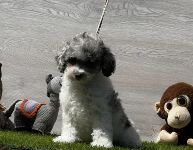 Poodle Toy - Xippe