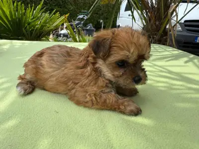 Maltipoo - Narancs