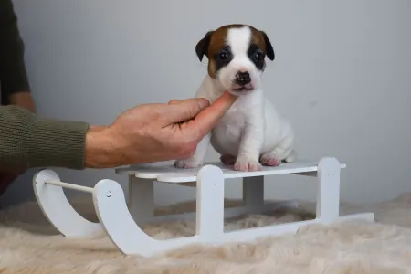 Jack Russell Terrier - Gold Leash Udon