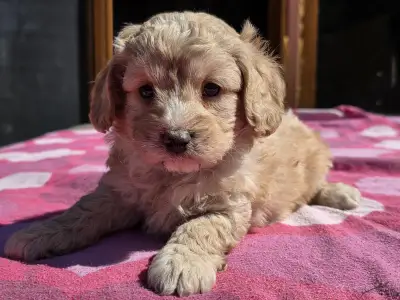 Cavapoo - Mona
