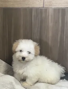 Coton de Tulear - Krémes