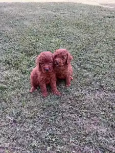 Poodle Miniature - Bobi