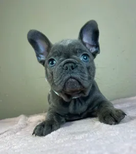 Francia bulldog - Joe