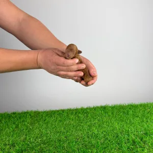 Toy uszkár - Pierro