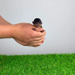 Yorkshire Terrier - Verdi