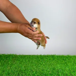 Shiba - Shin