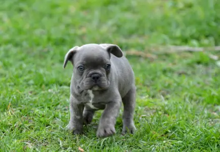 French Bulldog - Monty