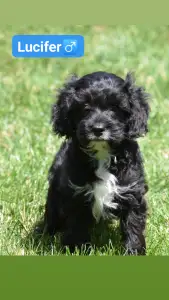 Cavapoo - Lucifer