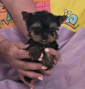 Yorkshire Terrier - Inci-fincy (extra Small Size)