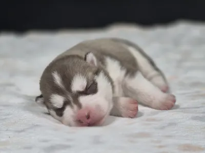 Sibiřský husky - Sárga