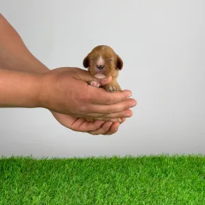 Кавалер кинг-чарльз-спаниель - Lisbeth