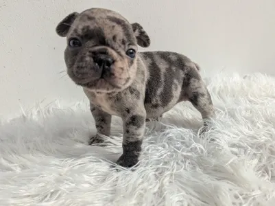 French Bulldog - Szofi