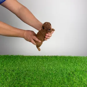 Trpasličí pudl - Livio