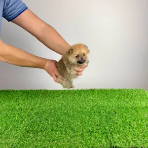 German Pomeranian Spitz - Sunkiss