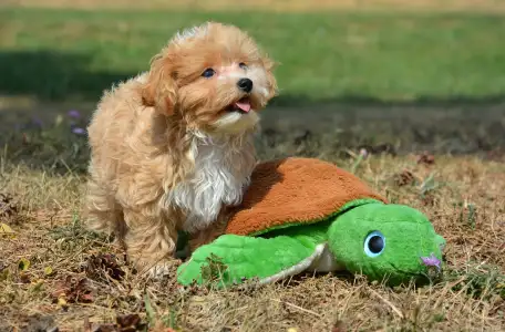 Maltipoo - Peppy