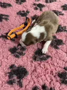 Border Collie - Narancs Nyakörv /barna Kan