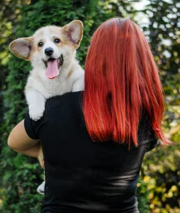 Szibériai husky - Mendenhall