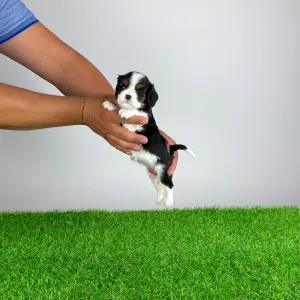 Cavalier King Charles Spaniel - Selina