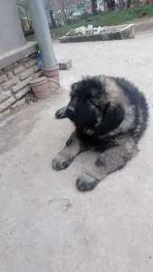 Caucasian Shepherd Dog - Ciklon