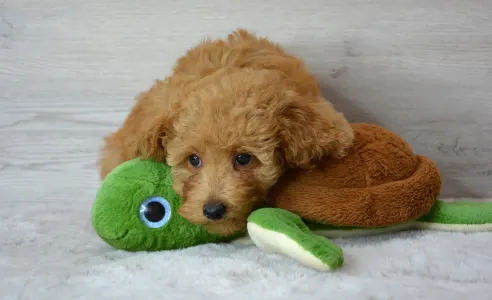 Poodle Miniature - Roxy