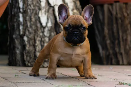 Francia bulldog - Black Pirate