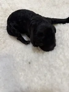 Poodle Standard - Black Boy