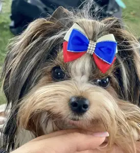 Biewer Terrier - Bendeguz Of Arnamentia