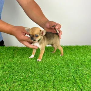 Chihuahua - Birdy