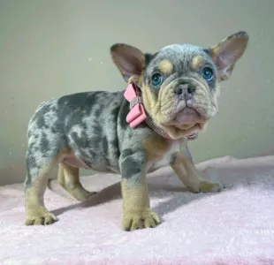 Bouledogue français - Mandy