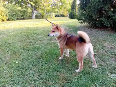 Shiba - Beauty Of The East Akina