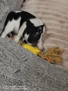 Boston Terrier - Borka