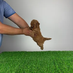 Poodle Miniature - Hella