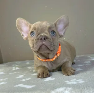 Francia bulldog - Tilda