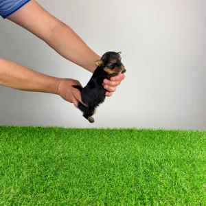 Yorkshire terrier - Riffraff