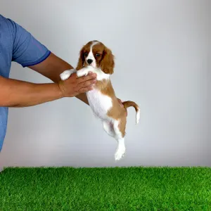 Cavalier King Charles Spaniel - Tabita
