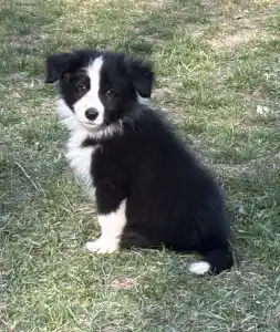 Border Collie - Generico