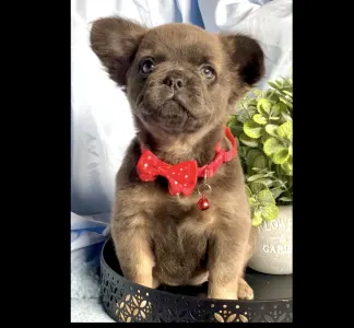 Francuski buldog - Maisy