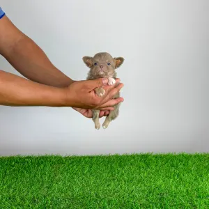 Chihuahua - Hurry