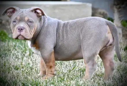 American Bully - Pocket - Piro