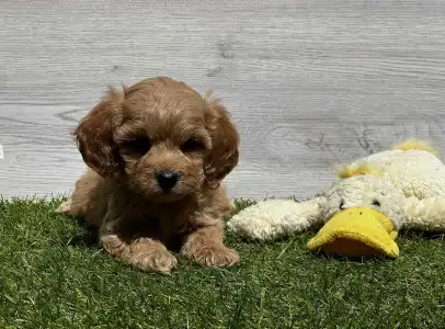 Cavapoo - Egon