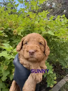 Labradoodle - Sunny