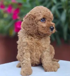 Cavapoo - Amigo