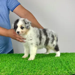 Australian Shepherd - Zenzi