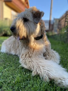 Irish soft coated wheaten teriér - Bellatulus Astrum