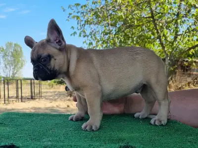 French Bulldog - Hank