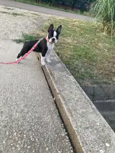 Boston Terrier - Gina