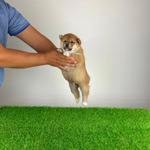 Shiba - Whistle