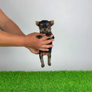 Yorkshire Terrier - Yamba
