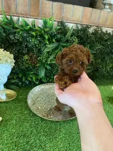 Poodle Toy - Mini Toy Jessie