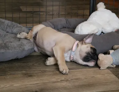 Buldog francuski - Bársonyka